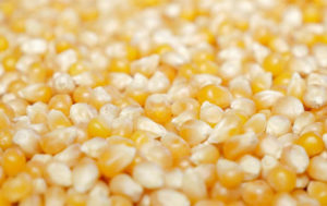 corn products